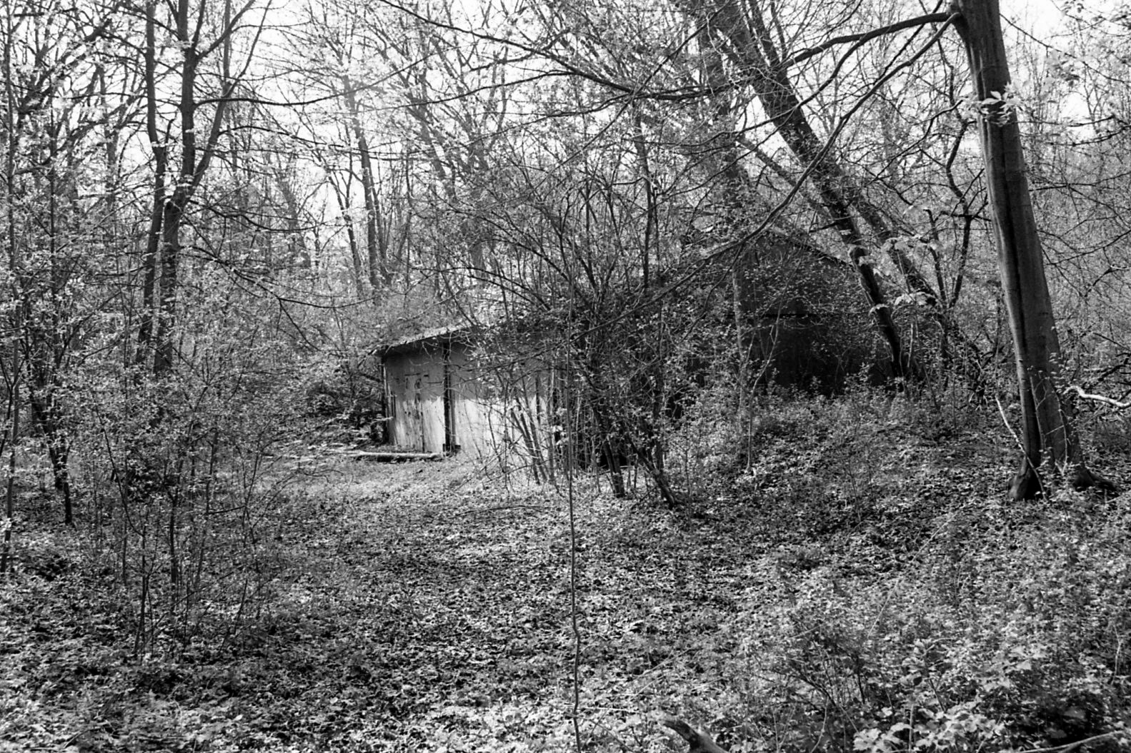 #2000 #staelduinse bos